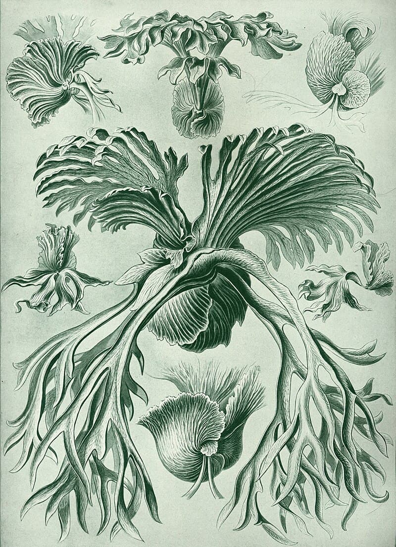 Ernst Haeckel's lithographic plate of branching fern species (Filicinae, Kunstformen der Natur, 1904).
